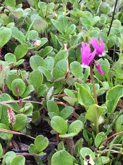 Primula frigida