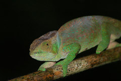 Calumma oshaughnessyi