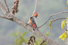 Dendrocopos hyperythrus