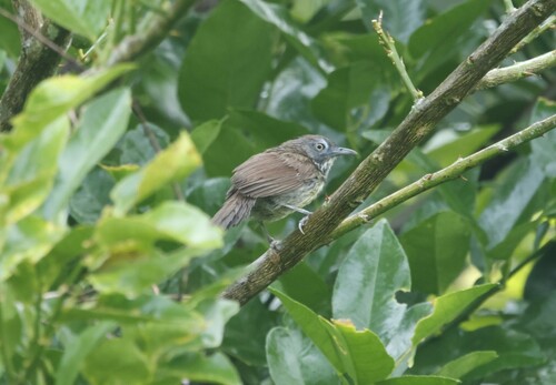 Bold-striped Tit-Babbler (Mixornis bornensis), photo 8