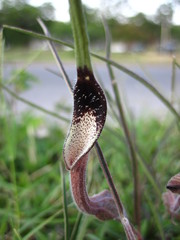 Aristolochia erecta