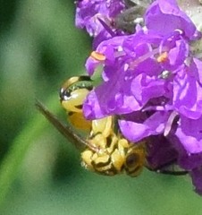 Conura amoena