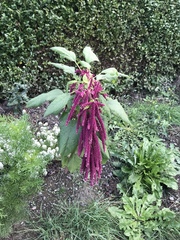 Amaranthus caudatus