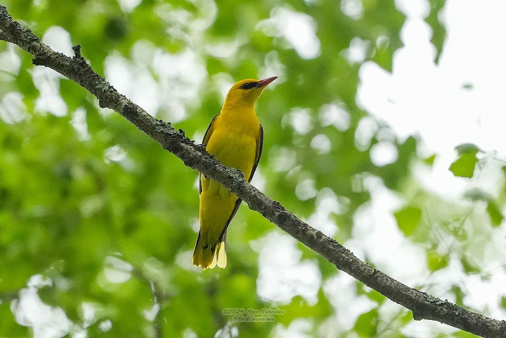 iNaturalist.org. А.Яковлев, Алатырский р-н Чувашия, июнь 2024