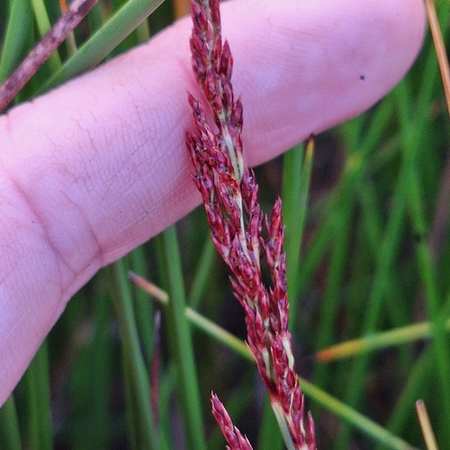 Image of Machaerina teretifolia by (c) Greg Tasney, some rights reserved (CC BY-SA)