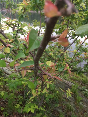 Malus hupehensis