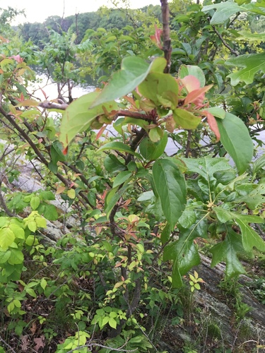 Malus hupehensis