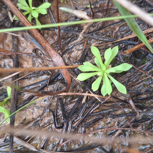 Stylidium debile (Stylidium debile)