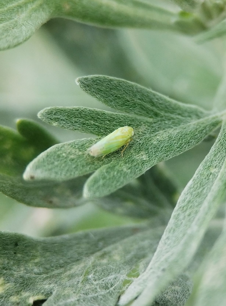 Austroasca vittata
