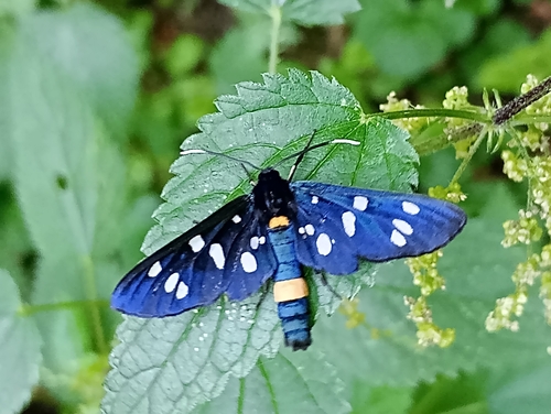 Nine-spotted Moth photo 3