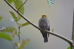 Indicator xanthonotus