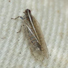 Oecleus nolinus