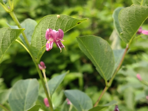 Lonicera sachalinensis iNat (3)