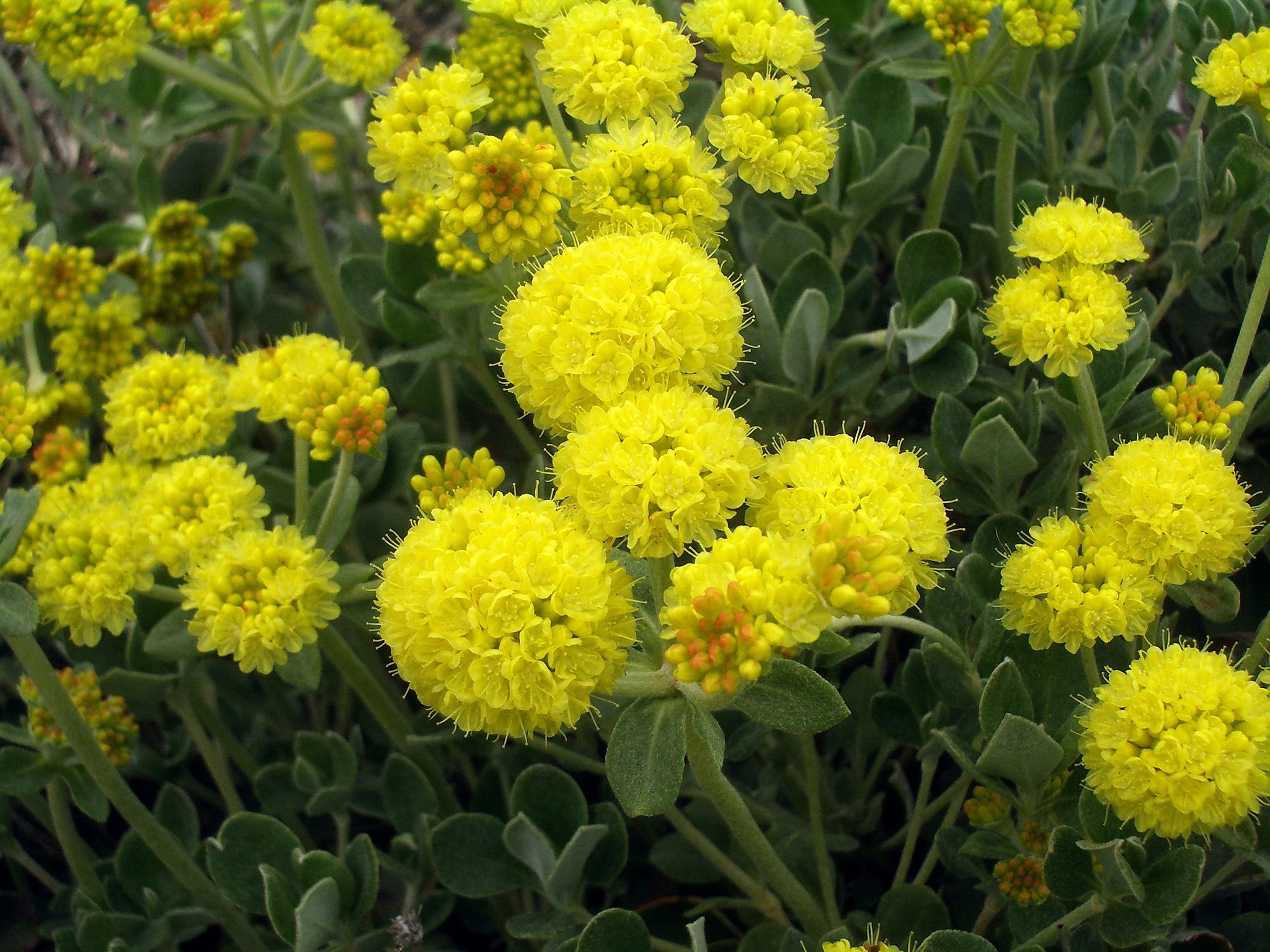 Eriogonum umbellatum var. polyanthum