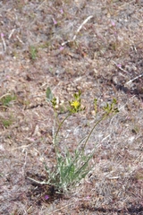 Crepis acuminata
