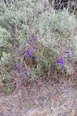 Penstemon roezlii