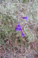 Penstemon roezlii