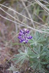 Lupinus nevadensis