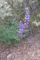 Lupinus nevadensis