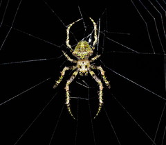 Novaranea courti