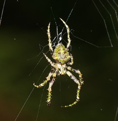 Novaranea courti