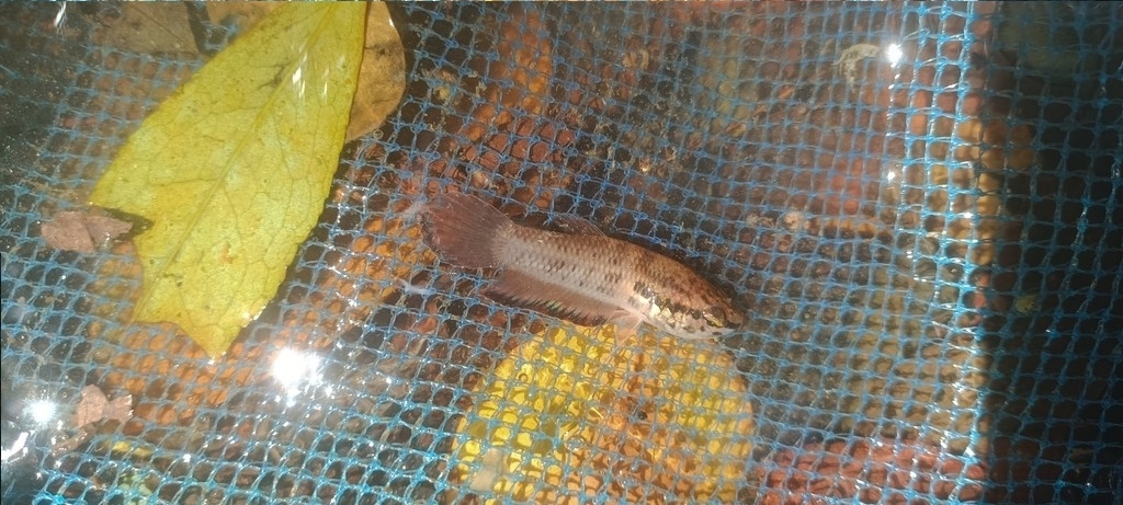 Sumatra Betta