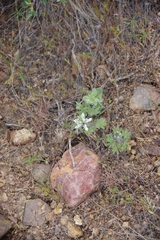 Lupinus malacophyllus