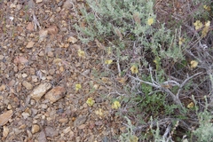 Astragalus obscurus