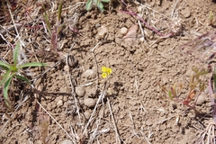 Phacelia lutea