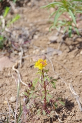 Cleomella platycarpa