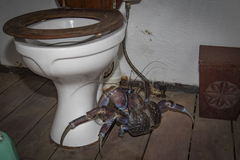 Coconut Crab