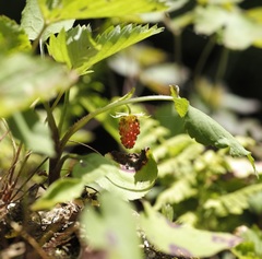 Fragaria vesca americana