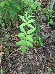 Silene stellata