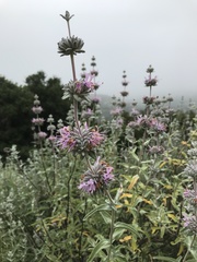Salvia leucophylla