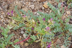 Astragalus iodanthus