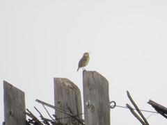 Sturnella magna lilianae