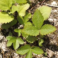 Fragaria vesca americana