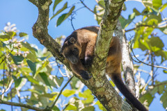 Dendrolagus lumholtzi