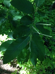 Castanea pumila