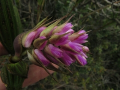 Elleanthus maculatus