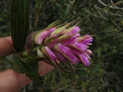 Elleanthus maculatus