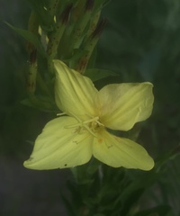 Oenothera rhombipetala