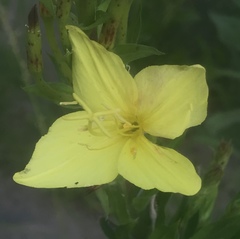 Oenothera rhombipetala