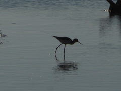 Himantopus himantopus