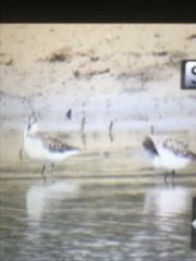 Calidris pusilla