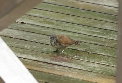 Bold-striped Tit-Babbler (Mixornis bornensis), photo 5