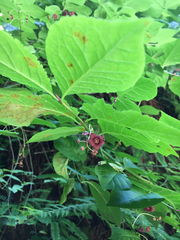 Euonymus occidentalis