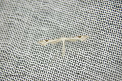 Paraplatyptilia fragilis