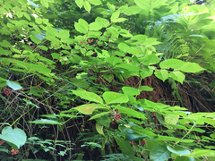 Euonymus occidentalis