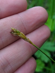 Carex siccata